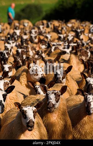 Hausschafe, walisische Maultierkinder (Blaugesichter Leicester-Rammbock x Beulah-Schaf), Herde, die gezüchtet wird, Wales, Vereinigtes Königreich Stockfoto
