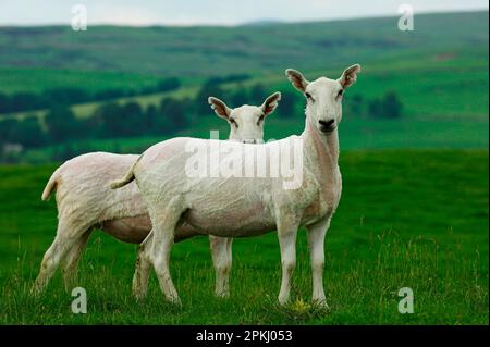 Hausschafe, gekreuzte Cheviot Maultiere, frisch geschnitten, Hawick, Grenzen, Schottland, Vereinigtes Königreich Stockfoto