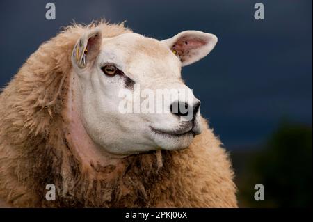 Hausschafe, Texel-Yearling-Ramm, Nahaufnahme des Kopfes, Cumbria, England, Vereinigtes Königreich Stockfoto