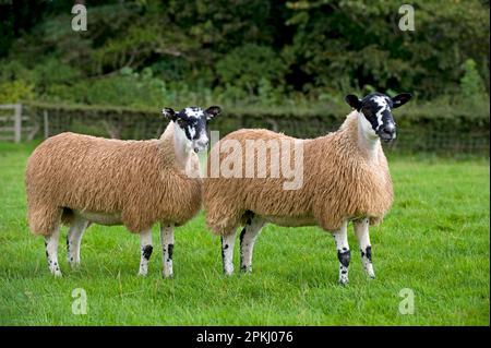 Hausschafe, nördlich von England Mule gimmer Lämmer, zwei auf der Weide, Leyburn, North Yorkshire, England, Vereinigtes Königreich Stockfoto