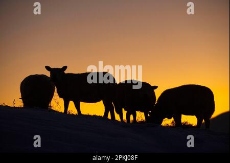 Hausschafe, vier Erwachsene, fressen Heu im Schnee, Silhouette bei Sonnenuntergang, England, Großbritannien Stockfoto