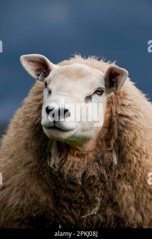 Hausschafe, Texel-Yearling-Ramm, Nahaufnahme des Kopfes, Cumbria, England, Vereinigtes Königreich Stockfoto