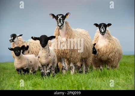 Hausschafe, Maultier hoggs mit Suffolk erzeugten Lämmern zu Fuß, auf Weide, England, Vereinigtes Königreich Stockfoto