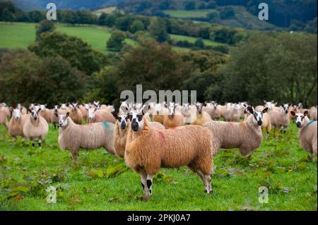 Hausschafe, walisische Maultiere, auf einer Weide stehende Herde, in der Nähe von Rhayader, Powys, Wales, Vereinigtes Königreich Stockfoto