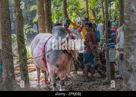 Stierkämpfe sind eines der traditionellen Feste in Bangladesch. Jedes Jahr kommen viele Menschen aus fernen Orten mit ihren Stieren, um teilzunehmen. A l Stockfoto