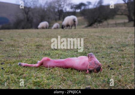 Hausschafe, abgestorbener Lammfötus, auf der Weide, Lancashire, England, Vereinigtes Königreich Stockfoto