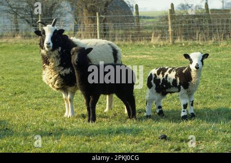 Jakob-Schafe, Nahaufnahme von Mutterschafen und zwei Lämmern, die auf Gras stehen Stockfoto