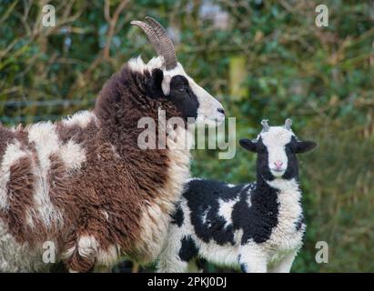 Hausschafe, Jakob-Schafe, Schafe mit Lamm, Longridge, Lancashire, England, Vereinigtes Königreich Stockfoto