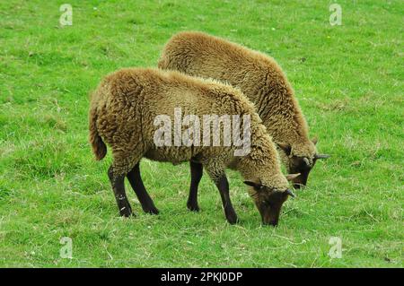 Hausschafe, Manx-Loaghtan-Mutterschafe, die auf Weiden weiden, Insel man Stockfoto