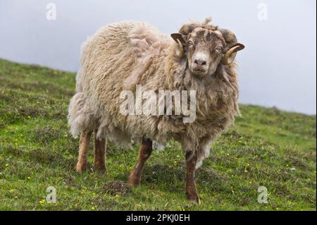 Hausschafe, Shetland-Schafe, auf Küstenstreifen stehend, Fair Isle, Shetland Islands, Schottland, Vereinigtes Königreich Stockfoto