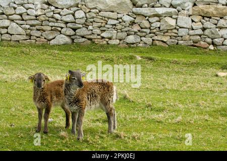 Hausschafe, Soay Twin Lambs, Ear Tag Project Marker, Hirta, St. Kilda, Western Isles, Schottland, Frühling Stockfoto