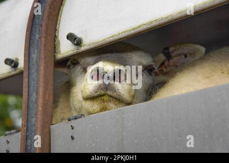 Hausschafe, Texelschaf, Nahaufnahme des Kopfes, Blick vom Viehtransporter, Holmfirth Livestock Market, Yorkshire, England, Großbritannien Stockfoto