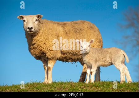 Hausschafe, Texel, Schafe mit Lamm, auf der Weide, England, Vereinigtes Königreich Stockfoto