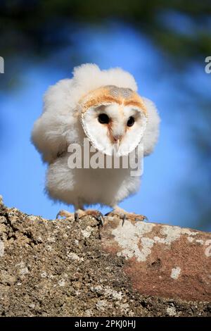 Scheuneneule (Tyto alba), jung, Flohbalg, Pelm, Kasselburg, Eifel, Deutschland, Europa Stockfoto