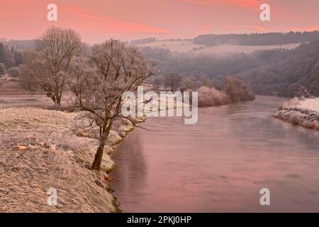 Blick auf den Fluss bei Sonnenaufgang, Schafe auf eisiger Weide, Bigsweir, River Wye, Wye Valley, Monmouthshire, Wales, Winter Stockfoto
