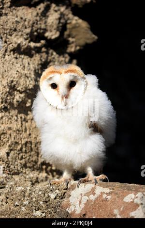 Scheuneneule (Tyto alba), jung, Flohbalg, Pelm, Kasselburg, Eifel, Deutschland, Europa Stockfoto