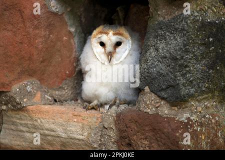 Scheuneneule (Tyto alba), jung, Pelm, Kasselburg, Eifel, Deutschland, Europa Stockfoto