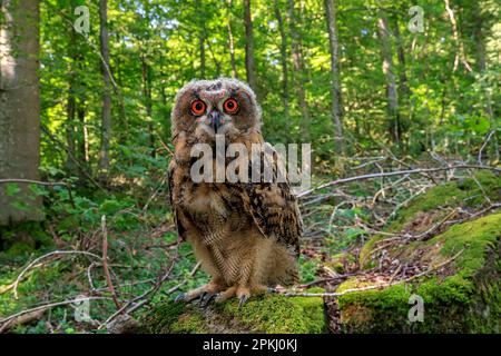 Eagle Owl (Bubo Bubo), Pelm, Kasselburg, Eifel, Deutschland, Europa Stockfoto