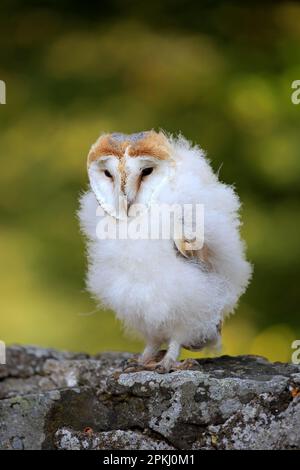 Scheuneneule (Tyto alba), jung, Flohbalg, Pelm, Kasselburg, Eifel, Deutschland, Europa Stockfoto