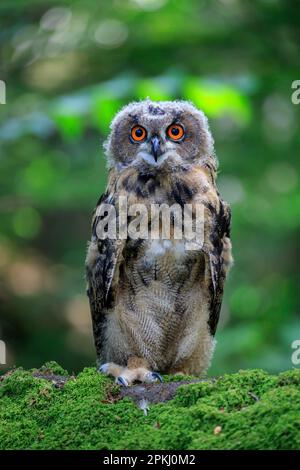 Eagle Owl (Bubo Bubo), Pelm, Kasselburg, Eifel, Deutschland, Europa Stockfoto