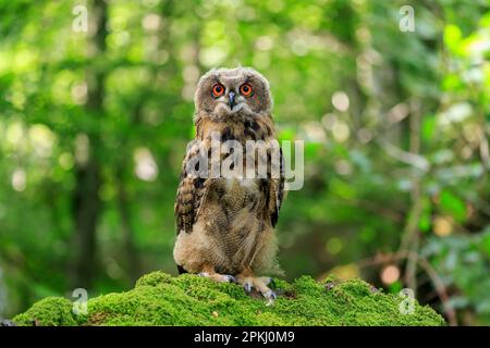 Adlereule (Bubo bubo), Erwachsener auf Ast, Pelm, Kasselburg, Eifel, Deutschland, Europa Stockfoto