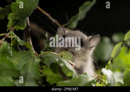 Fette Dormaus, essbare Dormaus (Glis glis), Jungtiere, Eiche, in einer Eiche, Europa Stockfoto