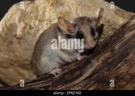 Asiatische Gartenmaus (Eliomys melanurus), Erwachsener, Frau, Afrika, Asien Stockfoto