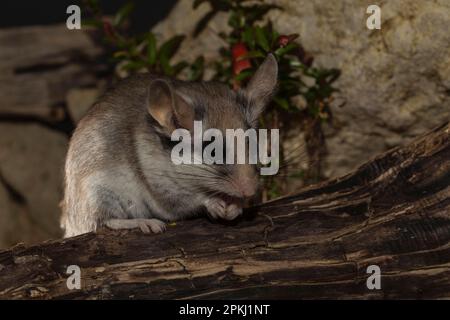 Asiatische Gartenmaus (Eliomys melanurus), Erwachsener, Frau, Afrika, Asien Stockfoto