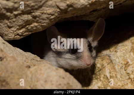 Asiatische Gartenmaus (Eliomys melanurus), Erwachsener, Frau, Afrika, Asien Stockfoto