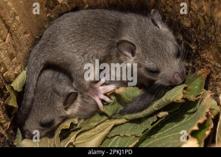 Fat dormouse, essbare Dormaus (Glis glis), juvenile in Nest, Europa Stockfoto