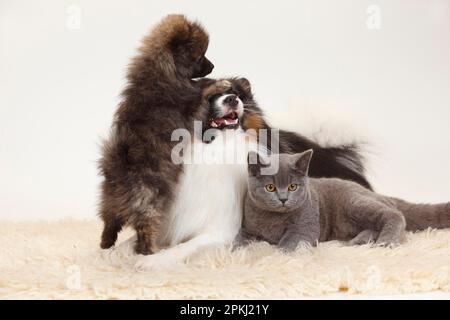 British Shorthair, Mischhund (klein-Pommern) und kleiner Pommern, Welpe, 12 Wochen Stockfoto