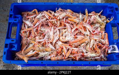 Fischbox voll mit frisch gefangenen Langoustines oder Dublin Bay Garnelen Stockfoto