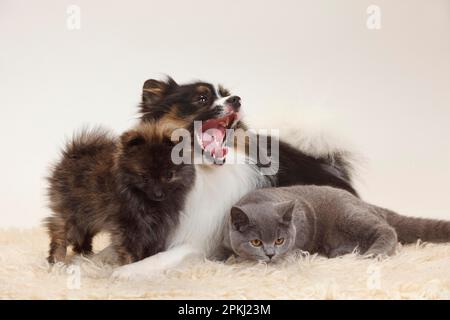 British Shorthair, Mischhund (klein-Pommern) und kleiner Pommern, Welpe, 12 Wochen Stockfoto