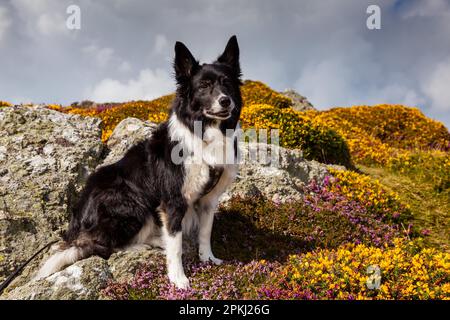 Border-Collie, Braich-y-Pwll, Lynn Halbinsel, Wales, UK Stockfoto