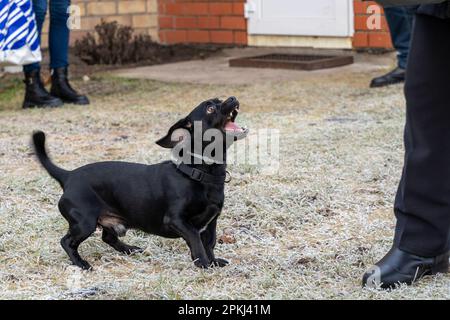 Schwarzer pekingese-Dackel-Mischhund, der auf Frostgras steht und menschliche Beine anbellt Stockfoto