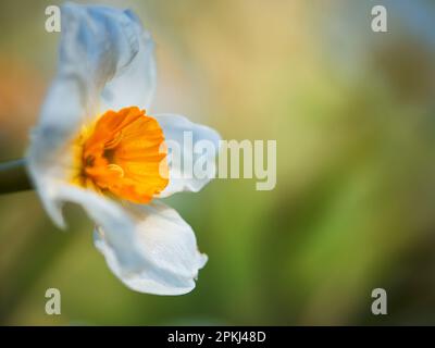 Narcissus „Geranium“ in Blüte im Frühling. Die Arten sind in Südeuropa und Nordafrika heimisch und wachsen in Wäldern und Wiesen Stockfoto