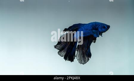 Aquarium Blaue Fischjäger im Aquarium mit schwarzen Schwänzen Stockfoto