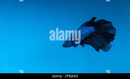 Aquarium Blaue Fischjäger im Aquarium mit schwarzen Schwänzen Stockfoto