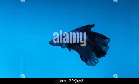 Aquarium Blaue Fischjäger im Aquarium mit schwarzen Schwänzen Stockfoto