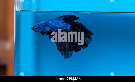 Aquarium Blaue Fischjäger im Aquarium mit schwarzen Schwänzen Stockfoto