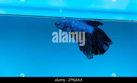 Aquarium Blaue Fischjäger im Aquarium mit schwarzen Schwänzen Stockfoto