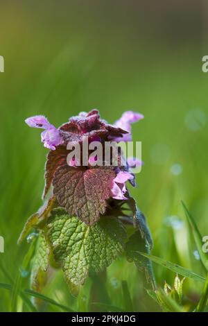 Nahaufnahme von Red Dead-Nettle (Lamium purpureum) in Blume an einem sonnigen Morgen Stockfoto