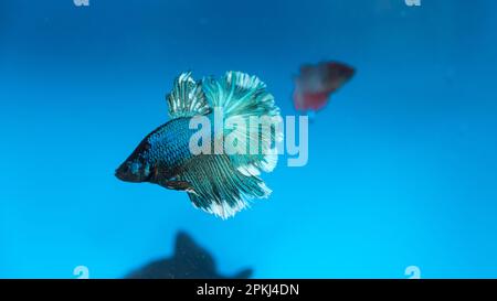 Aquarium Blaue Fischjäger im Aquarium mit schwarzen Schwänzen Stockfoto