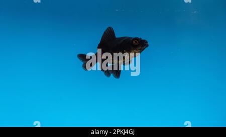 Aquarium Blaue Fischjäger im Aquarium mit schwarzen Schwänzen Stockfoto