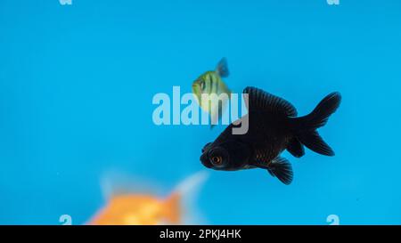 Aquarium Blaue Fischjäger im Aquarium mit schwarzen Schwänzen Stockfoto