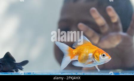 Verspieltes Kind: Little Boy interagiert mit Goldfish im Home Aquarium Stockfoto