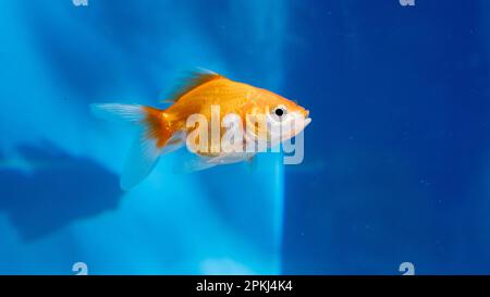 Aquarium Blaue Fischjäger im Aquarium mit schwarzen Schwänzen Stockfoto