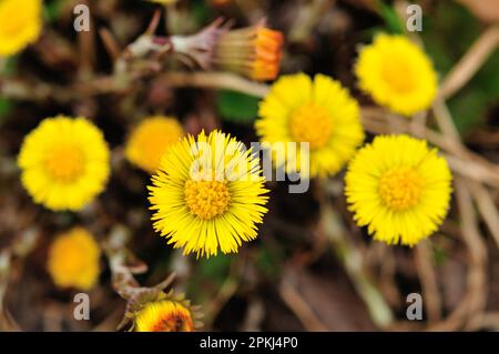 Die Blüte des Kaltfußes (Tussilago farfara) Stockfoto