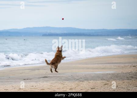 Hund springt, um einen Ball in der Luft zu fangen. Wellen schlagen auf den Sandstrand. Sommerspaß in Auckland. Stockfoto