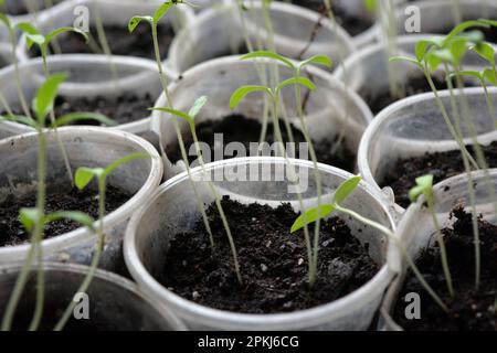Hausgemachte junge Tomatenkeimlinge in transparente Einwegbecher aus Kunststoff geben. Stockfoto